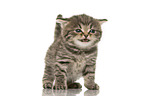 British Shorthair Kitten