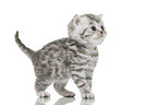 British Shorthair Kitten