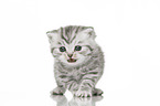 British Shorthair Kitten