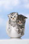 British Shorthair Kitten