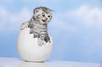 British Shorthair Kitten