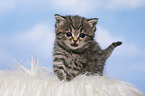 British Shorthair Kitten