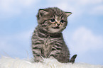 British Shorthair Kitten