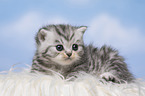British Shorthair Kitten