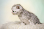 British Shorthair Kitten