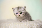 British Shorthair Kitten