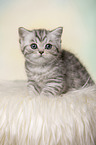 British Shorthair Kitten