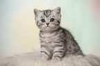 British Shorthair Kitten