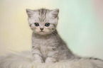 British Shorthair Kitten