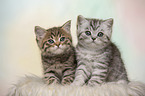 British Shorthair Kitten