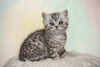 British Shorthair Kitten