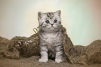 British Shorthair Kitten