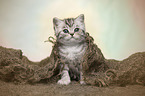 British Shorthair Kitten