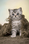 British Shorthair Kitten