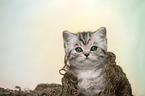 British Shorthair Kitten