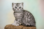 British Shorthair Kitten