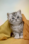 British Shorthair Kitten