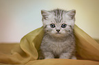 British Shorthair Kitten