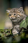 meowing British Shorthair kitten