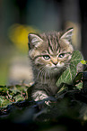 walking British Shorthair Kitten