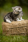 sitting British Shorthair Kitten