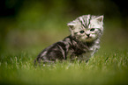 sitting British Shorthair Kitten
