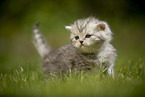 standing British Shorthair Kitten