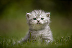 sitting British Shorthair Kitten
