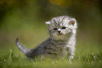 sitting British Shorthair Kitten