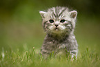 sitting British Shorthair Kitten