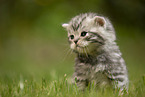 sitting British Shorthair Kitten