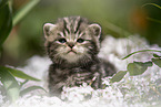 standing British Shorthair Kitten