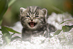 meowing British Shorthair kitten