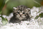 British Shorthair Kitten