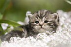 lying British Shorthair Kitten