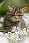 standing British Shorthair Kitten