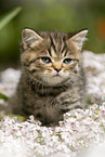 sitting British Shorthair Kitten
