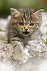 meowing British Shorthair kitten