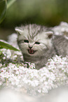 meowing British Shorthair kitten