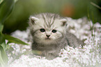 British Shorthair Kitten