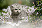 sitting British Shorthair Kitten
