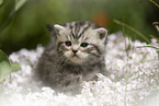British Shorthair Kitten