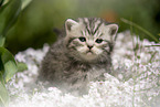 standing British Shorthair Kitten
