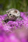 British Shorthair Kitten