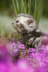 British Shorthair Kitten