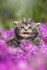 British Shorthair Kitten