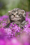 sitting British Shorthair Kitten