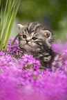 British Shorthair Kitten