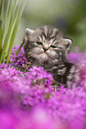 British Shorthair Kitten