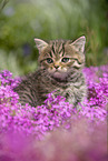 sitting British Shorthair Kitten